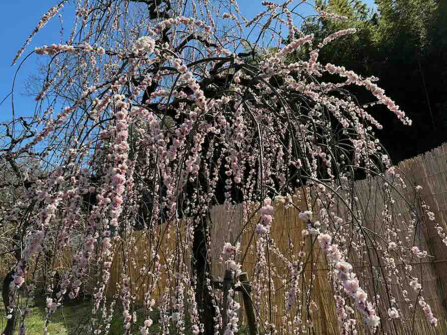 しだれ梅園　しだれ梅祭り　デラファーム　deraファーム　動物ふれあい