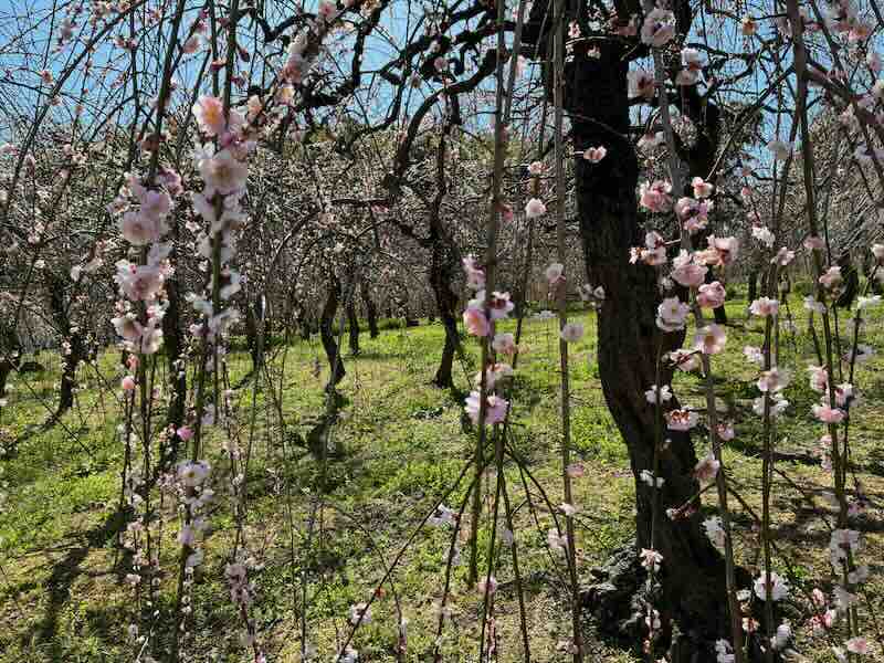 しだれ梅園　しだれ梅祭り　デラファーム　deraファーム　動物ふれあい