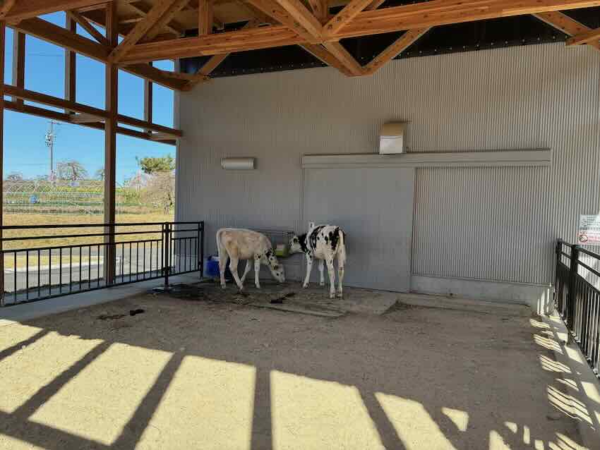 しだれ梅園　しだれ梅祭り　デラファーム　deraファーム　動物ふれあい　トイレ　牛　ひよこ