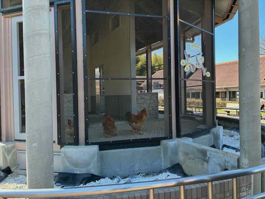 しだれ梅園　しだれ梅祭り　デラファーム　deraファーム　動物ふれあい　トイレ　牛　ひよこ