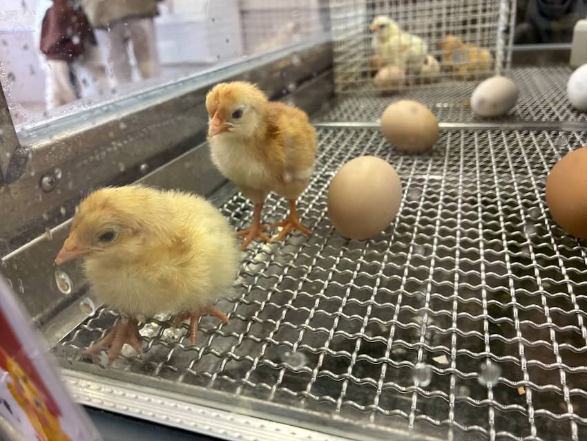 しだれ梅園　しだれ梅祭り　デラファーム　deraファーム　動物ふれあい　トイレ　牛　ひよこ