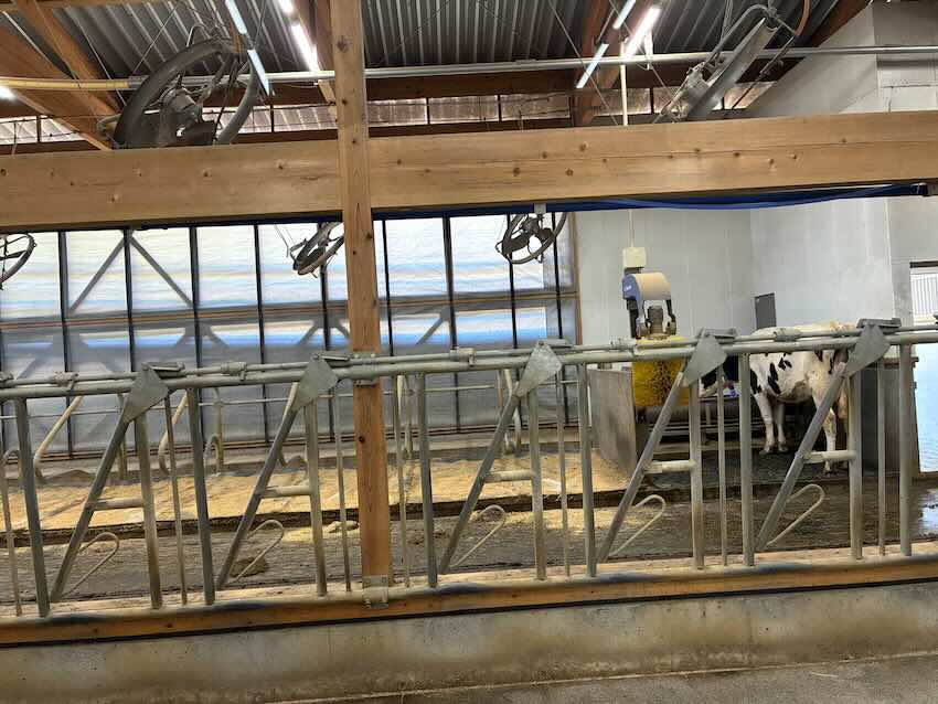 しだれ梅園　しだれ梅祭り　デラファーム　deraファーム　動物ふれあい　トイレ　牛　ひよこ