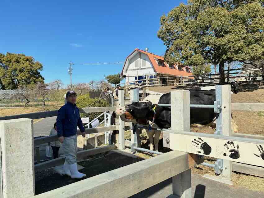 しだれ梅園　しだれ梅祭り　デラファーム　deraファーム　動物ふれあい　トイレ　牛　ひよこ