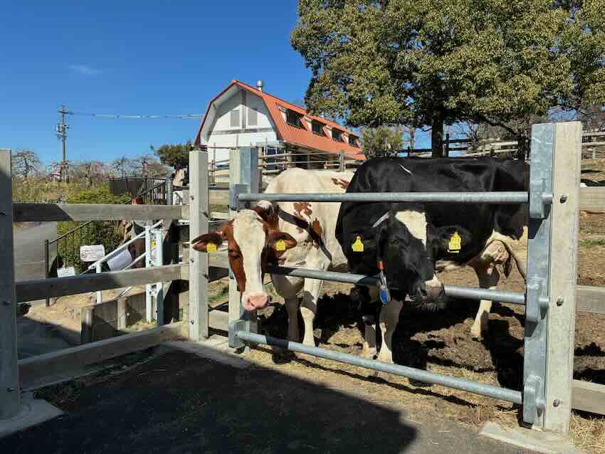 しだれ梅園　しだれ梅祭り　デラファーム　deraファーム　動物ふれあい　トイレ　牛　ひよこ