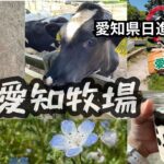 愛知牧場　子連れ　レビュー