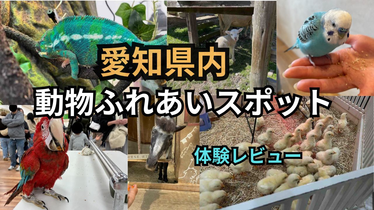 愛知県内　動物ふれあいスポット　体験レビュー　お出かけ